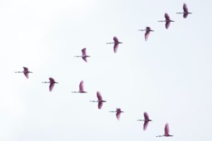 Birds flying in "v" formation